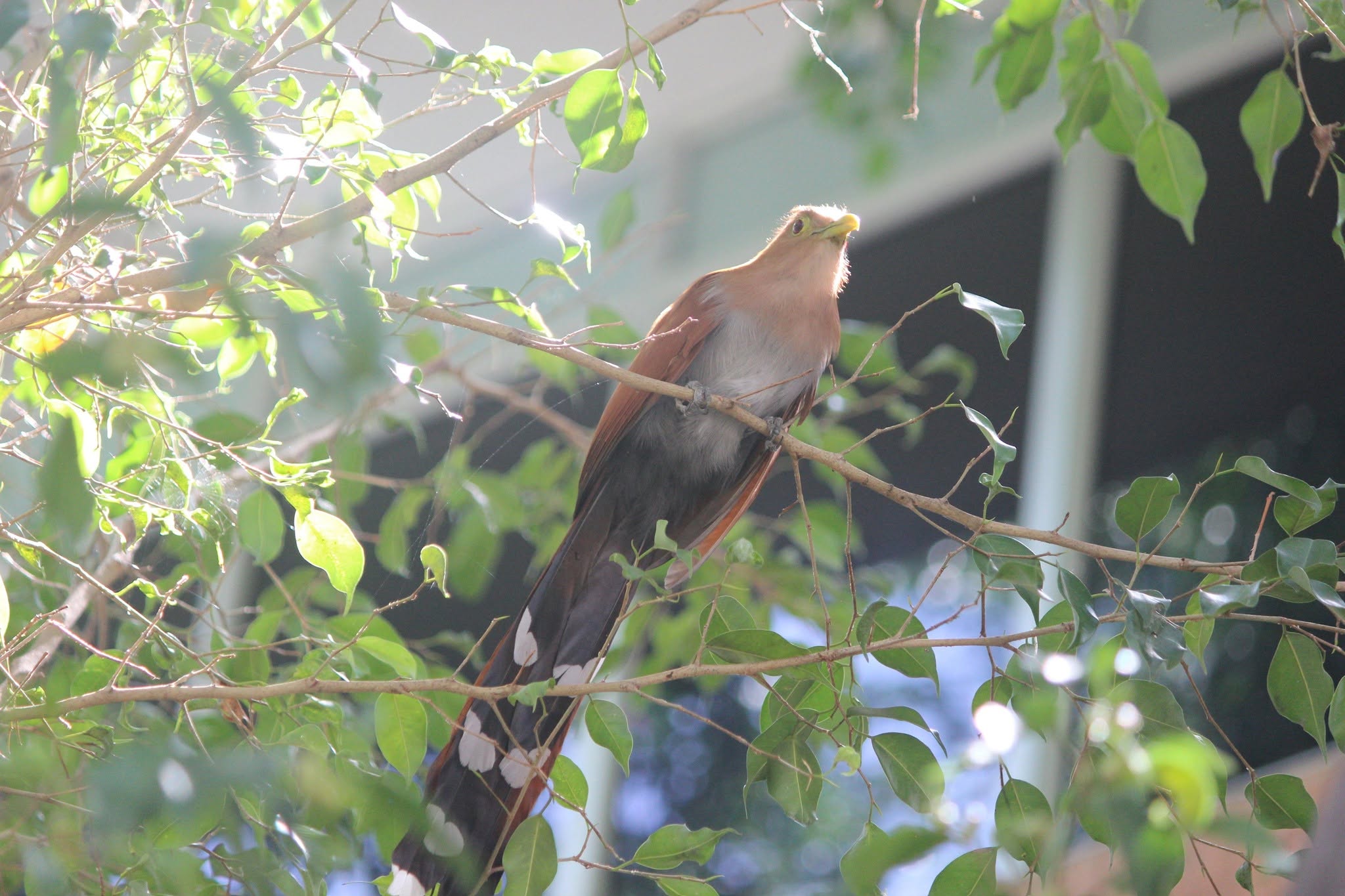 Cuco Ardilla